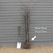 Award-Winning Cordon Fruit Tree Collection | Apple, Pear & Plum | 3 x Bare Root Trees